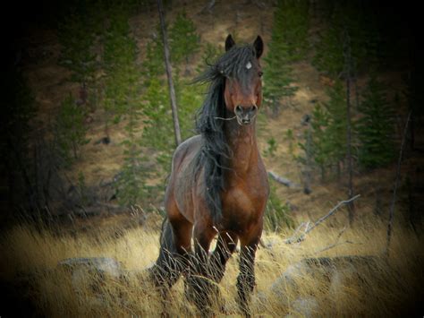 Wild Horse Wallpaper 59 Images