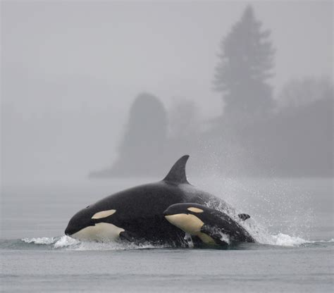 Washington State Marine Mammal Orca Whale
