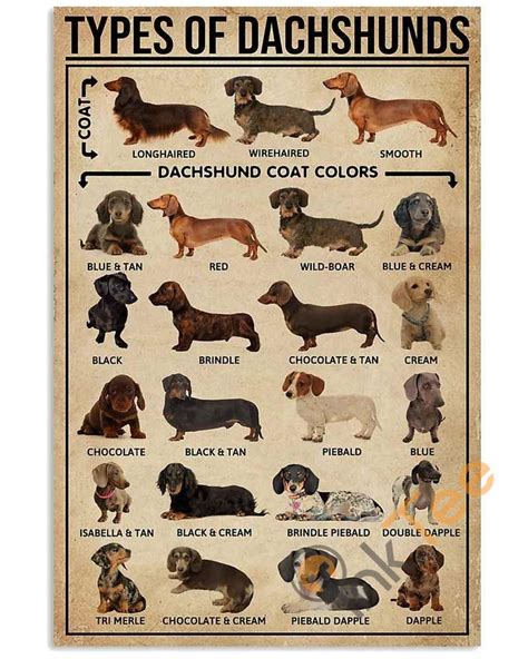 Types Of Dachshunds Dog Unframed Wrapped Canvas Wall Decor Frame