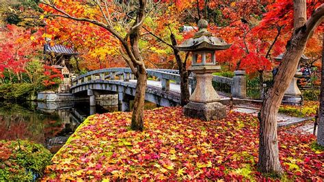 The Cynosure Trees Stream Bridge Colorful Light Glow Garden