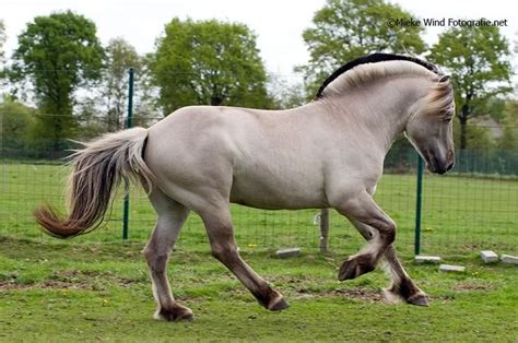 gra hengst  fotoshoot fjord horse horse breeds horses