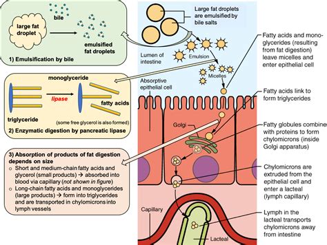 Digestion And Absorption Of Lipids Nutrition Science And Everyday