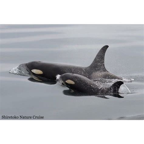 Japanese Orca Mother And Calf In Calm Waters Image By Shiretoko