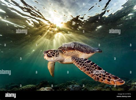 Color Art And Collectibles Photography Sea Turtle Photo Print Underwater