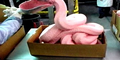 Usda Buys 7 Million Pounds Of Pink Slime For School Lunches