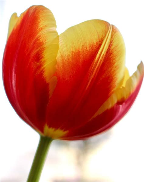 Channal: Kära vänner!