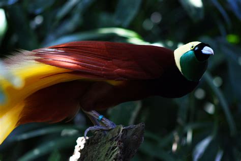 We did not find results for: Greater bird-of-paradise - Simple English Wikipedia, the ...