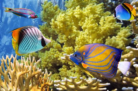 Tropical Fish Red Sea Egypt Jigsaw Puzzle In Under The Sea Puzzles On