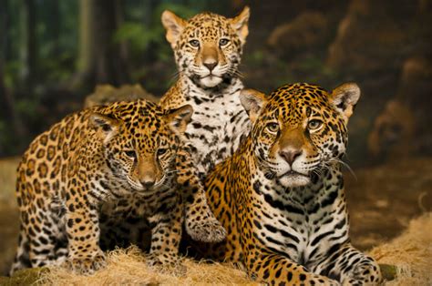 Jaguar | Species Facts, Conservation - BigCatsWildCats