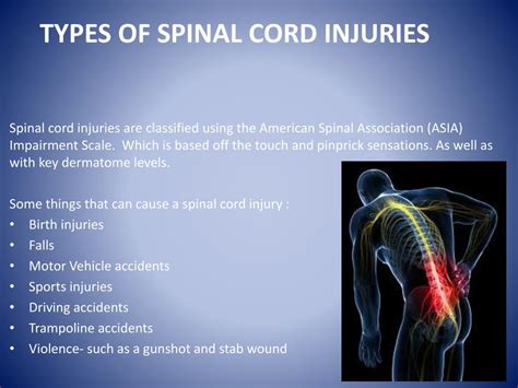 Ppt Spinal Cord Powerpoint Presentation Free Download Id1926528