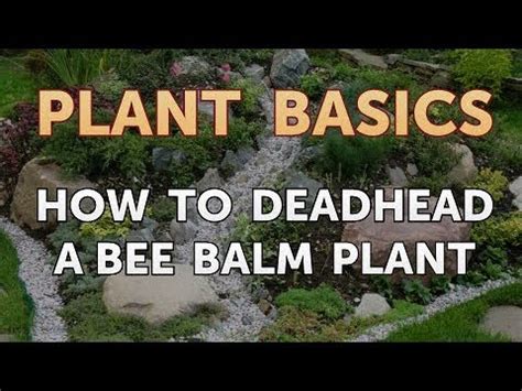 Lupines generally bloom from late spring into early to midsummer, depending on the variety. How to Deadhead a Bee Balm Plant - YouTube