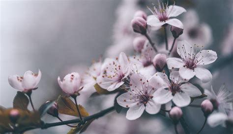 10 Interesting Facts About Cherry Blossoms You Didnt Know Flowering