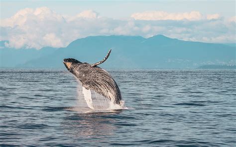 Whale Watching Vancouver Prince Of Whales Wildlife Tours
