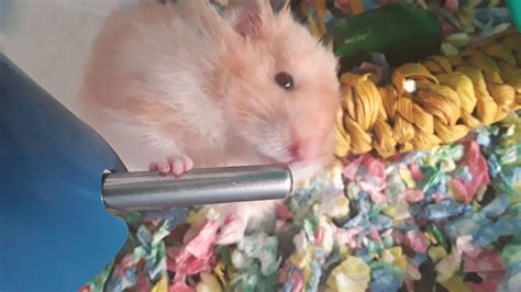 Up Close Hamster Drinking His Water ♡ Youtube