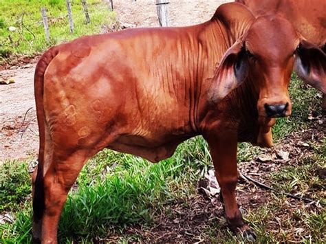 Sapi Limosin Jantan : H1a Bw7p73ehhm : Jul 04, 2021 · sapi limosin
