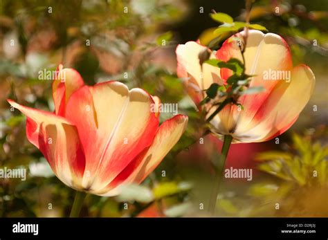Tulipa Beauty Of Spring Tulip Orange Stock Photo Alamy