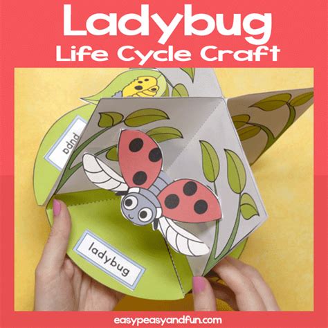 3d Ladybug Life Cycle Craft Easy Peasy And Fun