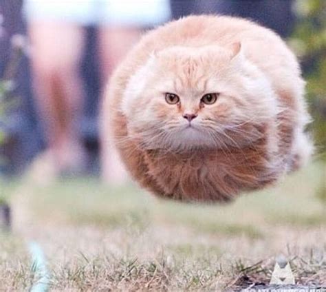 Puffy Cat Hover Cat Funny Animal Photos Funny Animal Pictures