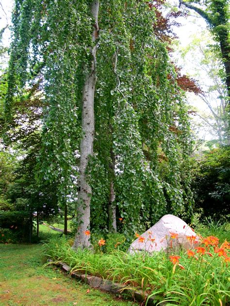 They should be grown in full sun. A Weeping Mulberry tree. | Tropical fruits/Fruit Trees ...