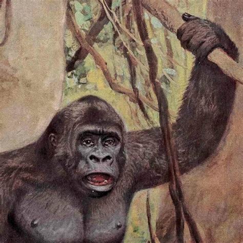 1900 Gorilla Print Original Antique Animal Monkey Lithograph Etsy