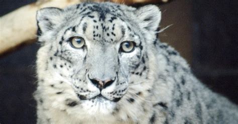 Why Are Snow Leopards Endangered Whats Their Current Status — And Why