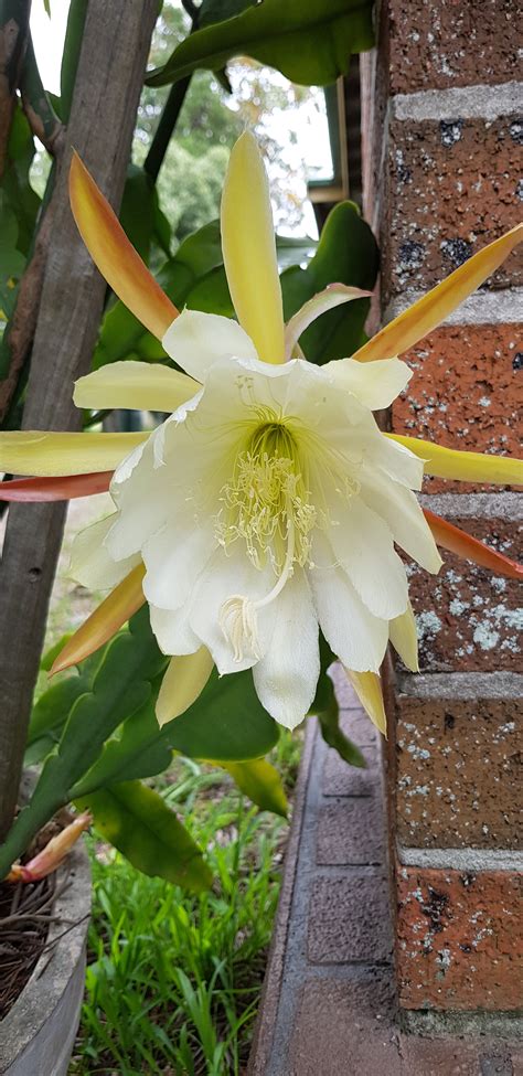 Specializing in only hand selected, high quality, grafted or air layered fruit trees that provide the quickest and maximum productivity. Forum: Dragon Fruit Size