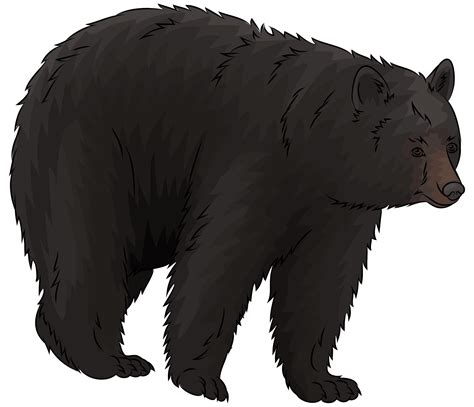 American Oso Negro Png Photos Png Play