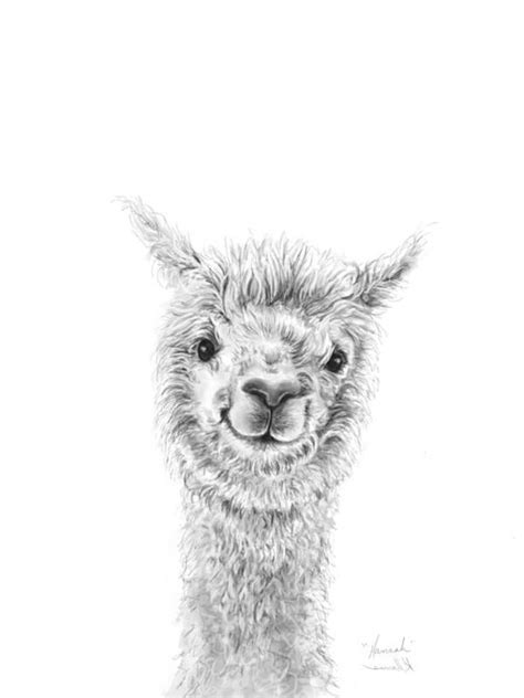 Clip included for travel my baby really likes looking at these pictures. Alpaca Drawings | Fine Art America