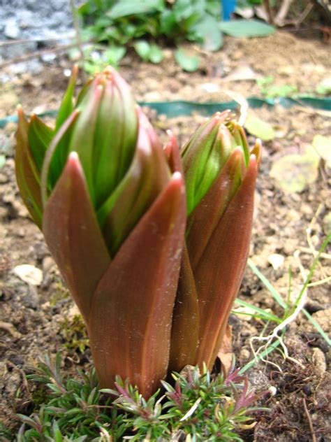 Gartenarbeiten an kräutern im märz. 03_März (mit Bildern) | Garten