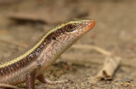 Common Indian Skink Project Noah