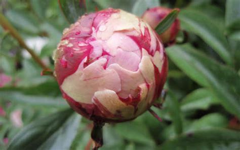 Pünkösdi rózsa, bazsarózsa, kevés ember tudja a kettő közti különbséget. Paeonia, pünkösdi rózsa, ba háttérkép 51141