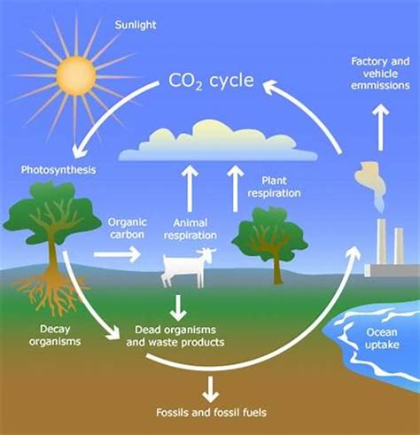 What Do You Mean By Nutrient Cycle