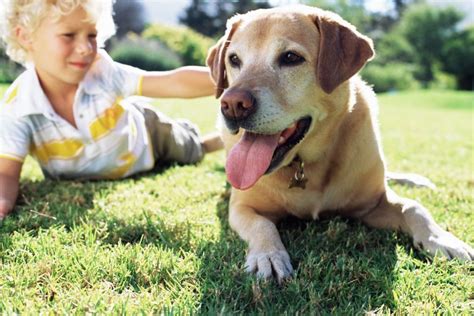 Las 15 Mejores Razas De Perros Para Niños