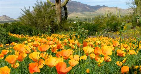 See more ideas about arizona, desert flowers, desert landscaping. Arizona wildflower forecast: Here's why 2019 should be a ...