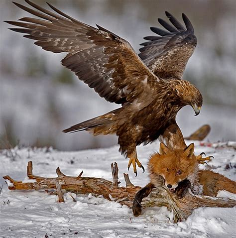 Kats Edwin Golden Eagle Hunting Fox Altai Mts Mongolia Aves De
