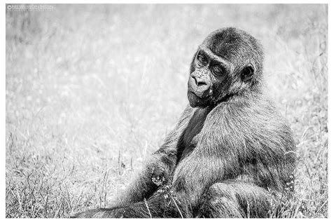 10 Photos Of Sad Animals In Zoos Lifehack