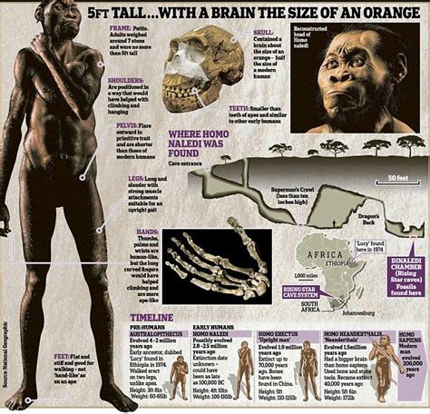 New Species Of Ancient Human Unearthed In South Africa Ancient Humans Early Humans Prehistory