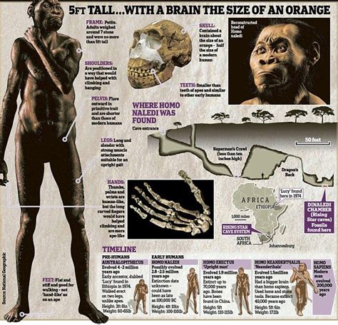 Pin On Homo Naledi