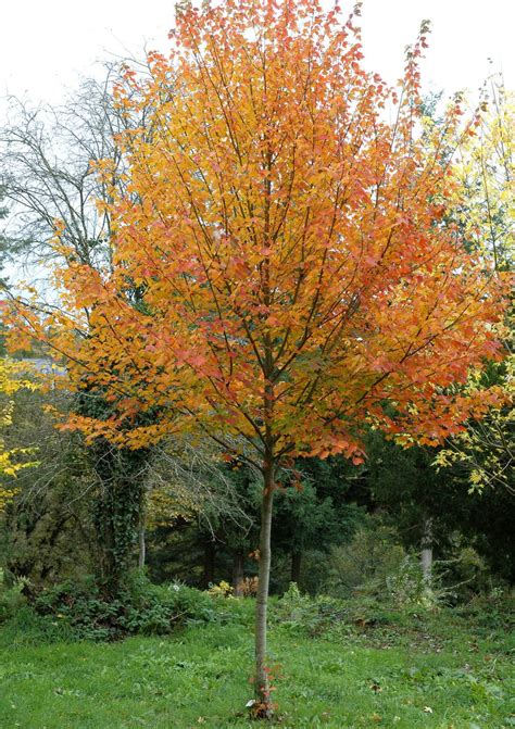 Zuckerahorn: Berühmter Nordamerikaner | Bäume garten ...