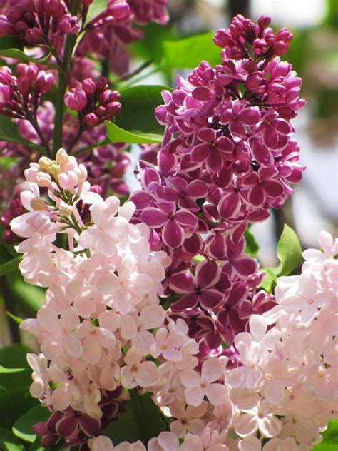 Okra flowers are so beautiful! This lilac bush in my neighbourhood has a bit of a split ...