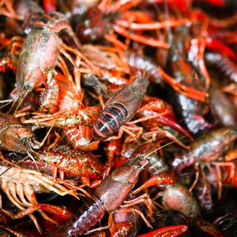 Conoce cuántas calorías tiene el cangrejo de río crudo, así como la naturaleza. Cómo y cuánto tiempo cocinar cangrejos de río ...