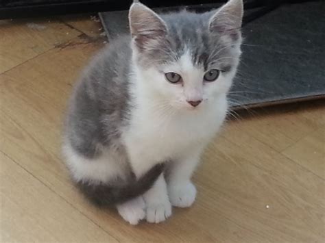 Kittens are young pet cats that can follow the player. Very cute fluffy kittens for sale | Chelmsford, Essex ...
