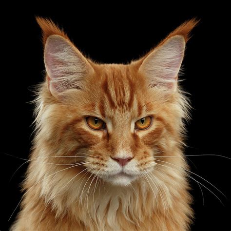 Angry Ginger Maine Coon Cat Gazing On Black Background Photograph By
