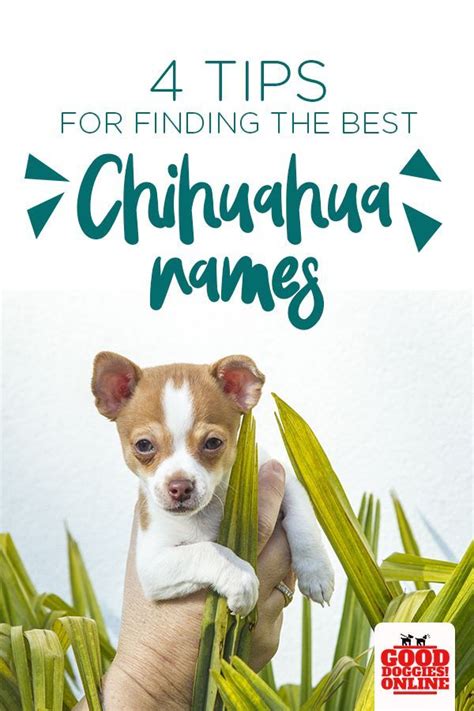 Female Dog Names Chihuahua Adorable Pictures Of Chihuahua Puppies