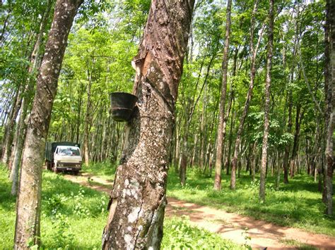 Anak getah yang ditanam adalah spesis havea brasilliensis. TERATAK IMPIAN BUKIT LALA: Disember 2014