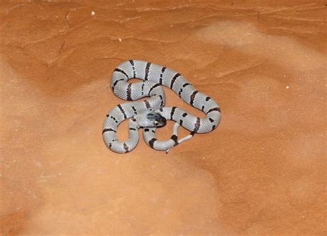 Highway 277 Locality Gray Banded King Gray Banded Kingsnake By Envy