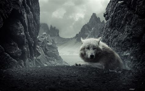 White wolf ultra hd desktop background wallpaper for 4k uhd tv. 58+ 4K Wolf Wallpapers on WallpaperPlay