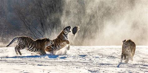 Group Of Siberian Tigers Hunting On Prey Fowl On Snowy Meadow Of Winter