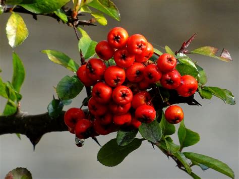 Berry Tree Png