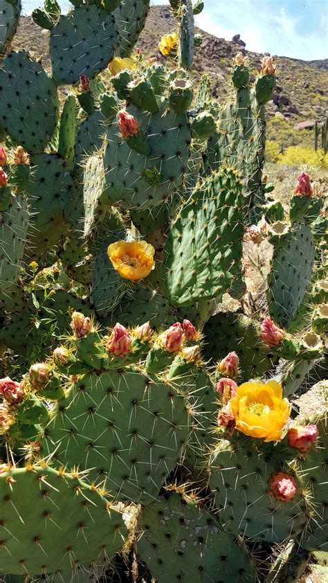 Beautiful Cactus Bloom In The Sonoran Desert Cave Creek Az Oc